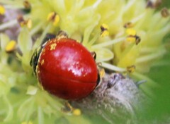 Cycloneda sanguinea