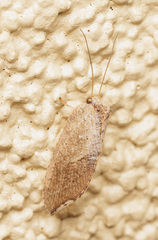 Drepanacra binocula