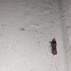 Noctuoidea