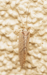 Drepanacra binocula