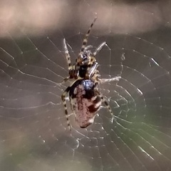Cyclosa argenteoalba
