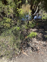 Melaleuca lateritia