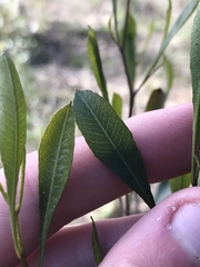 Dodonaea viscosa spatulata