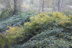 Reynoutria × bohemica