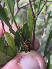 Dodonaea viscosa spatulata