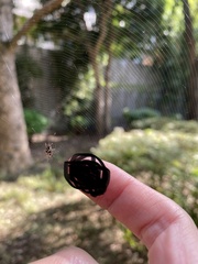 Cyclosa argenteoalba