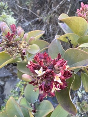 Santalum haleakalae