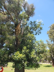 Ficus carica
