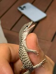 Varanus scalaris