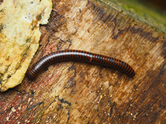 Leptogoniulus sorornus