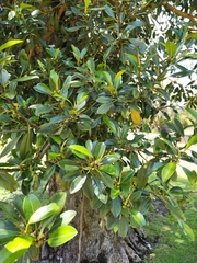 Ficus carica