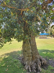 Ficus carica