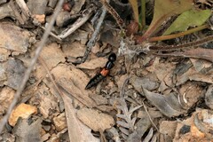 Thyreocephalus