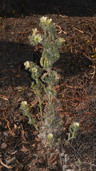 Codon royenii