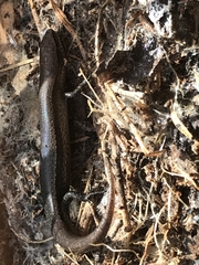 Lampropholis delicata