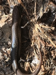 Lampropholis delicata