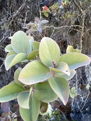 Santalum haleakalae