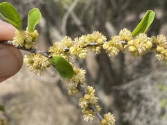 Petalostigma banksii
