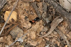 Thyreocephalus