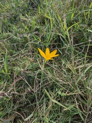 Zephyranthes citrina