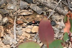 Thyreocephalus