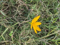Zephyranthes citrina