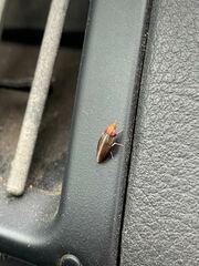 Cephaloconus cyprinus