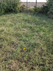 Zephyranthes citrina