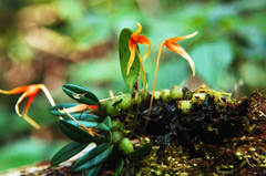 Bulbophyllum stormii