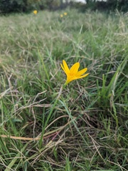 Zephyranthes citrina