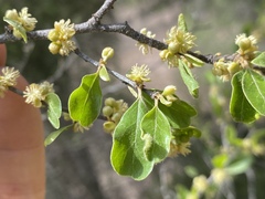 Petalostigma banksii