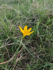 Zephyranthes citrina