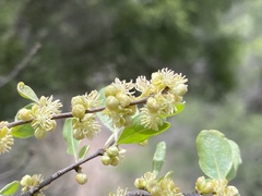 Petalostigma banksii
