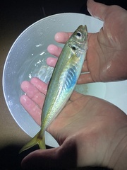 Trachurus novaezelandiae