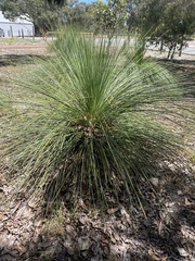 Xanthorrhoea preissii