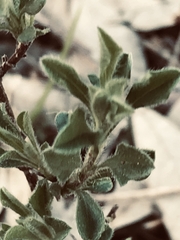 Vittadinia cuneata