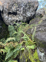 Polystichum haleakalense