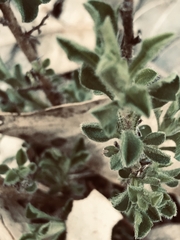 Vittadinia cuneata