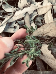 Vittadinia cuneata