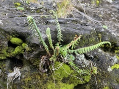 Polystichum haleakalense