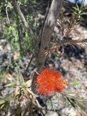 Melaleuca viminalis