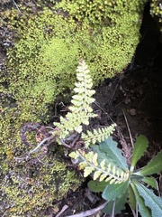 Polystichum haleakalense