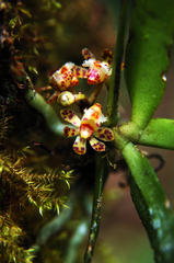 Gastrochilus sororius