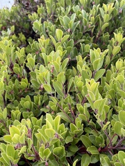 Arctostaphylos franciscana