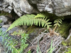 Polystichum haleakalense