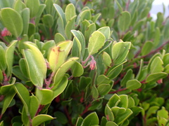 Arctostaphylos franciscana