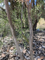 Melaleuca viminalis
