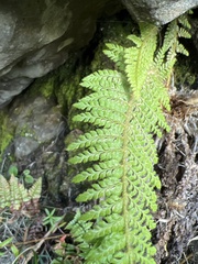 Polystichum haleakalense