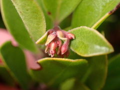 Arctostaphylos franciscana