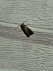 Spodoptera eridania